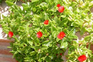 Estepona, bloemen en planten